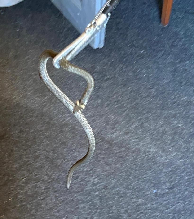 Doi șerpi, descoperiți într-o locuință din Mehedinți. Pisica a dat alarma