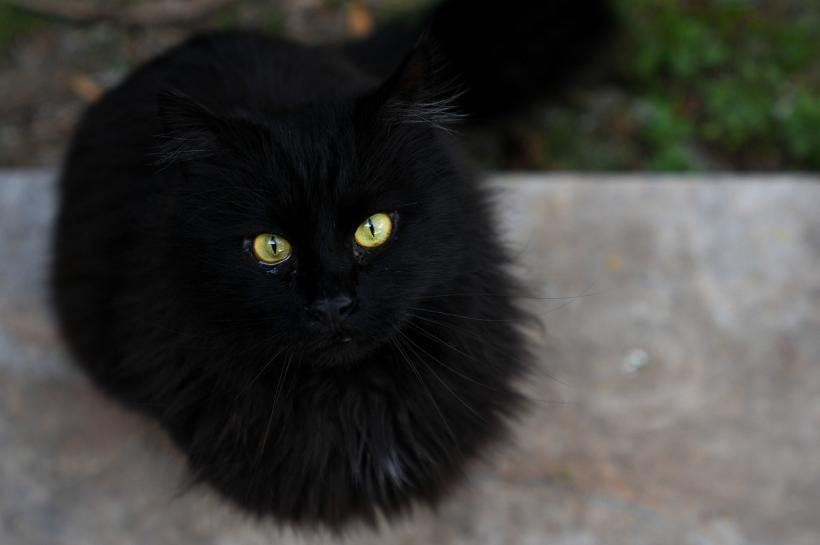 Ziua Pisicilor Negre, sărbătorită la Muzeul Antipa