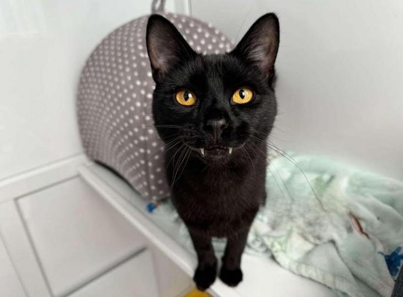 Ziua Pisicilor Negre, sărbătorită la Muzeul Antipa 18977541