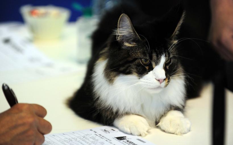 București, capitala mondială a pisicilor de rasă! FIFe World Winner Show 2025 aduce peste 700 de feline din 36 de țări la Romexpo 18977742