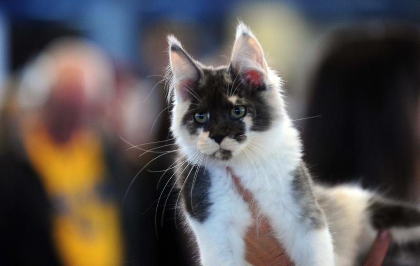 București, capitala mondială a pisicilor de rasă! FIFe World Winner Show 2025 aduce peste 700 de feline din 36 de țări la Romexpo 18977743