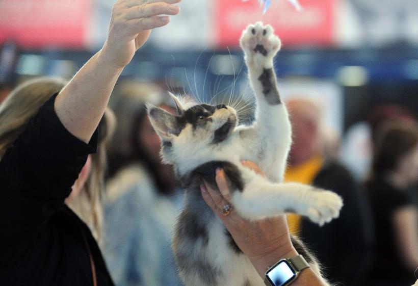 București, capitala mondială a pisicilor de rasă! FIFe World Winner Show 2025 aduce peste 700 de feline din 36 de țări la Romexpo 18977744