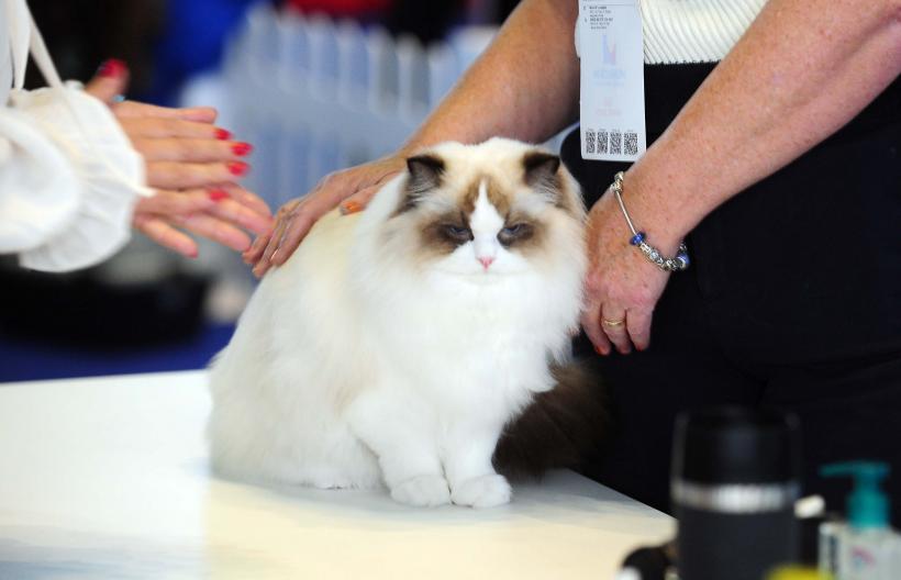 București, capitala mondială a pisicilor de rasă! FIFe World Winner Show 2025 aduce peste 700 de feline din 36 de țări la Romexpo 18977745