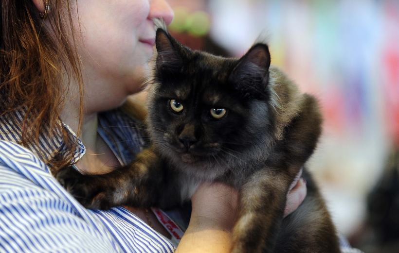 București, capitala mondială a pisicilor de rasă! FIFe World Winner Show 2025 aduce peste 700 de feline din 36 de țări la Romexpo 18977746