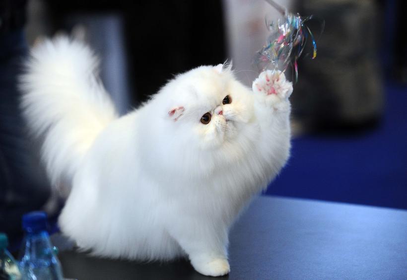 București, capitala mondială a pisicilor de rasă! FIFe World Winner Show 2025 aduce peste 700 de feline din 36 de țări la Romexpo 18977747