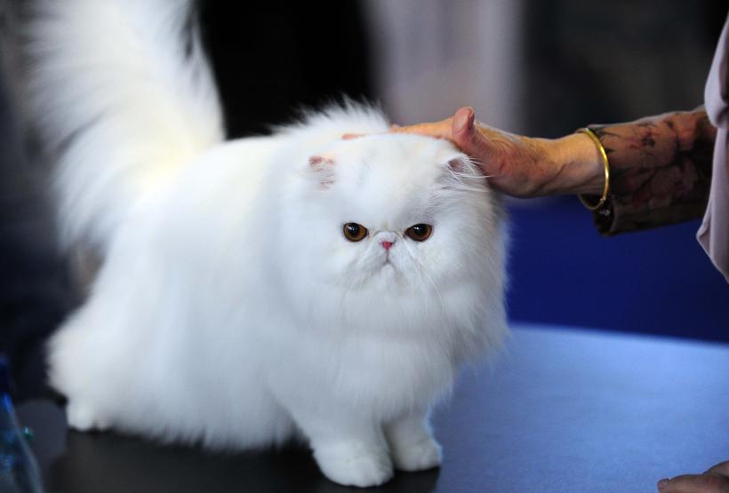 București, capitala mondială a pisicilor de rasă! FIFe World Winner Show 2025 aduce peste 700 de feline din 36 de țări la Romexpo 18977748
