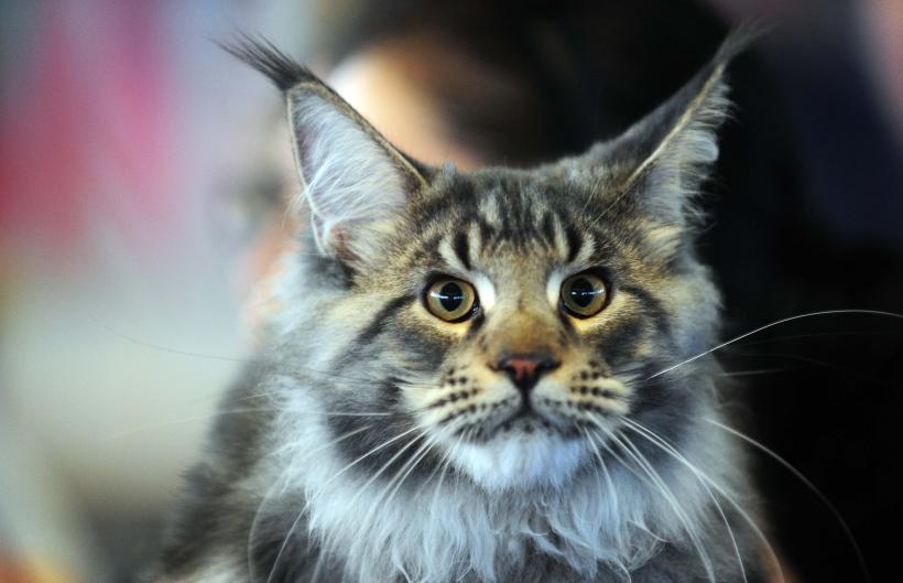 București, capitala mondială a pisicilor de rasă! FIFe World Winner Show 2025 aduce peste 700 de feline din 36 de țări la Romexpo 18977749