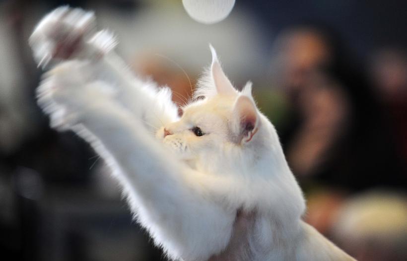 București, capitala mondială a pisicilor de rasă! FIFe World Winner Show 2025 aduce peste 700 de feline din 36 de țări la Romexpo 18977750