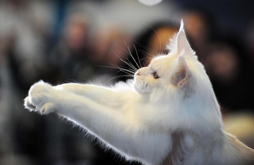 București, capitala mondială a pisicilor de rasă! FIFe World Winner Show 2025 aduce peste 700 de feline din 36 de țări la Romexpo 18977751