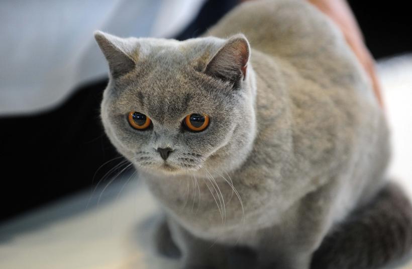 București, capitala mondială a pisicilor de rasă! FIFe World Winner Show 2025 aduce peste 700 de feline din 36 de țări la Romexpo 18977752