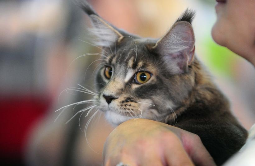 București, capitala mondială a pisicilor de rasă! FIFe World Winner Show 2025 aduce peste 700 de feline din 36 de țări la Romexpo 18977753