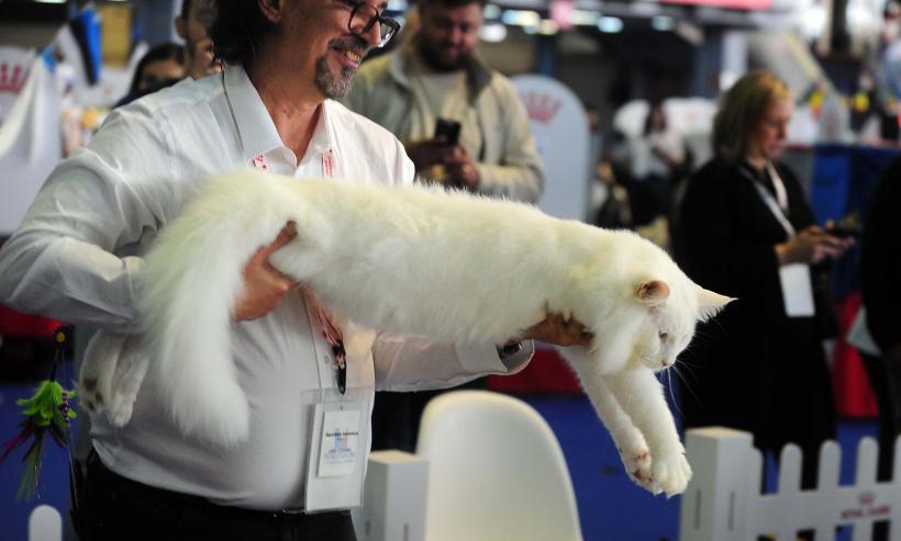 București, capitala mondială a pisicilor de rasă! FIFe World Winner Show 2025 aduce peste 700 de feline din 36 de țări la Romexpo 18977754