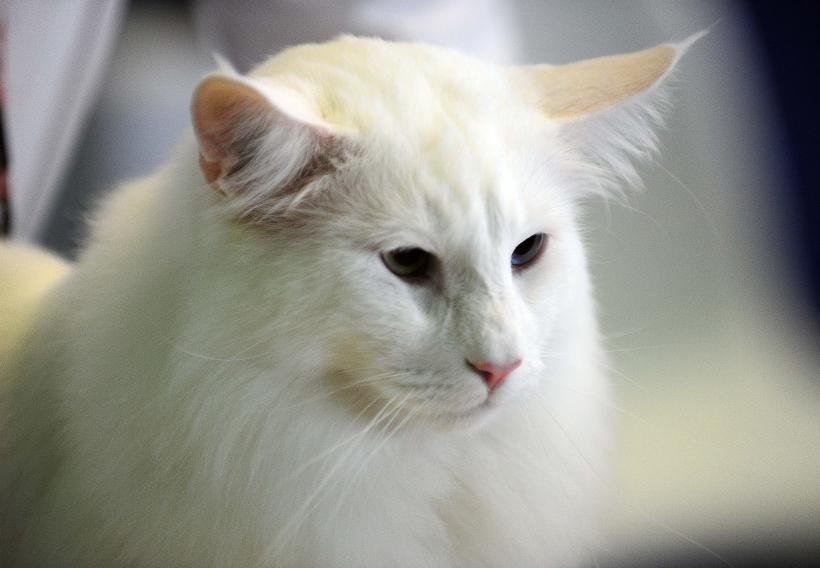 București, capitala mondială a pisicilor de rasă! FIFe World Winner Show 2025 aduce peste 700 de feline din 36 de țări la Romexpo 18977755