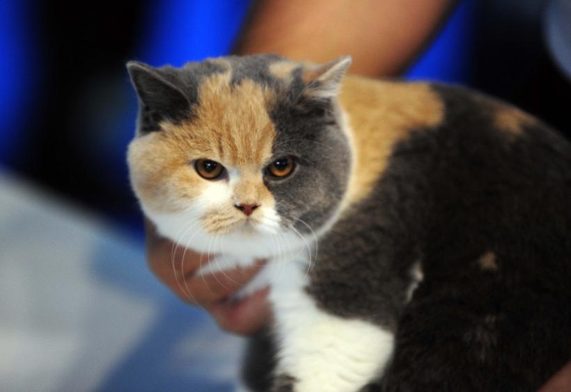 București, capitala mondială a pisicilor de rasă! FIFe World Winner Show 2025 aduce peste 700 de feline din 36 de țări la Romexpo 18977756