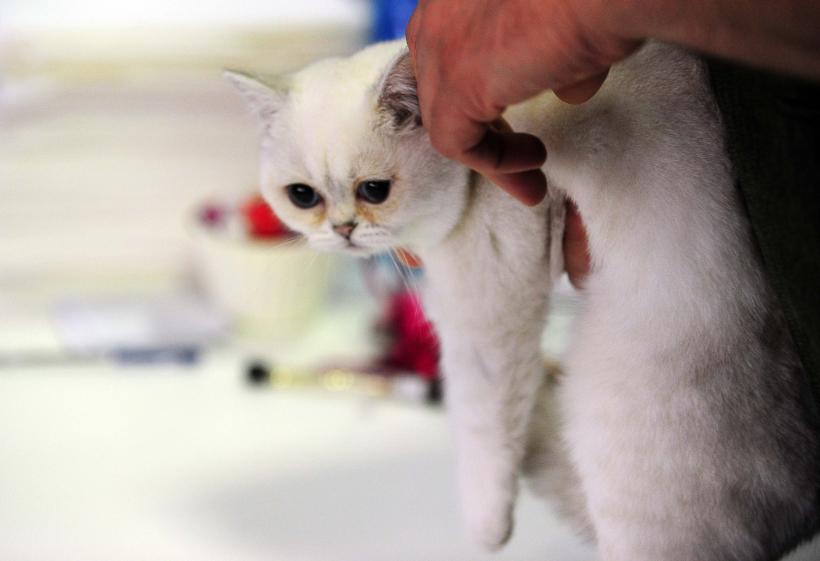 București, capitala mondială a pisicilor de rasă! FIFe World Winner Show 2025 aduce peste 700 de feline din 36 de țări la Romexpo 18977757