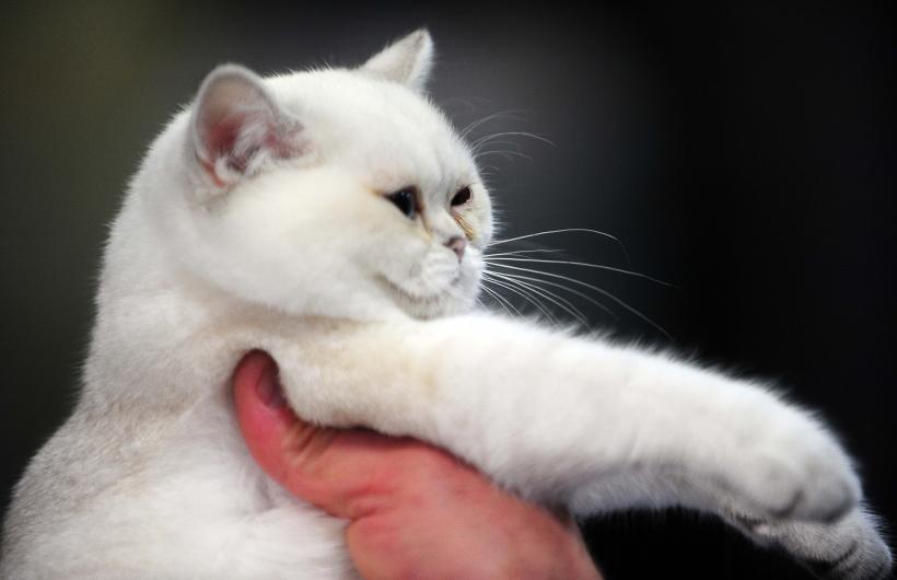 București, capitala mondială a pisicilor de rasă! FIFe World Winner Show 2025 aduce peste 700 de feline din 36 de țări la Romexpo 18977758