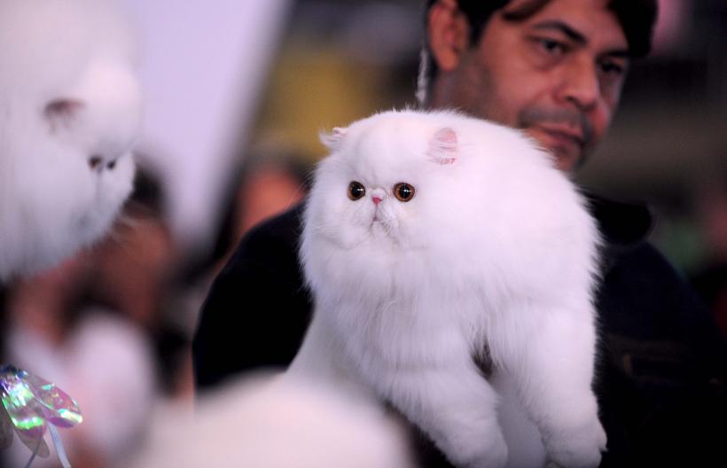 București, capitala mondială a pisicilor de rasă! FIFe World Winner Show 2025 aduce peste 700 de feline din 36 de țări la Romexpo 18977759