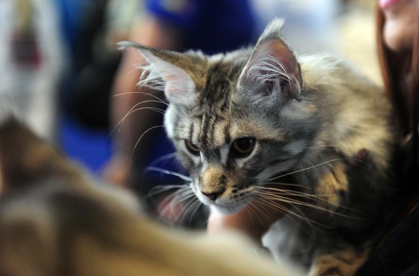 București, capitala mondială a pisicilor de rasă! FIFe World Winner Show 2025 aduce peste 700 de feline din 36 de țări la Romexpo 18977760