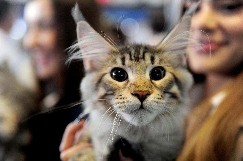 București, capitala mondială a pisicilor de rasă! FIFe World Winner Show 2025 aduce peste 700 de feline din 36 de țări la Romexpo 18977761