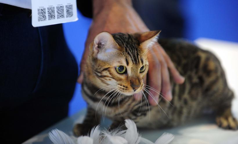 București, capitala mondială a pisicilor de rasă! FIFe World Winner Show 2025 aduce peste 700 de feline din 36 de țări la Romexpo 18977762