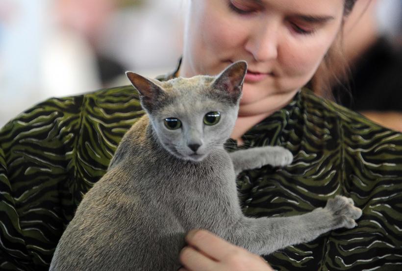 București, capitala mondială a pisicilor de rasă! FIFe World Winner Show 2025 aduce peste 700 de feline din 36 de țări la Romexpo 18977763