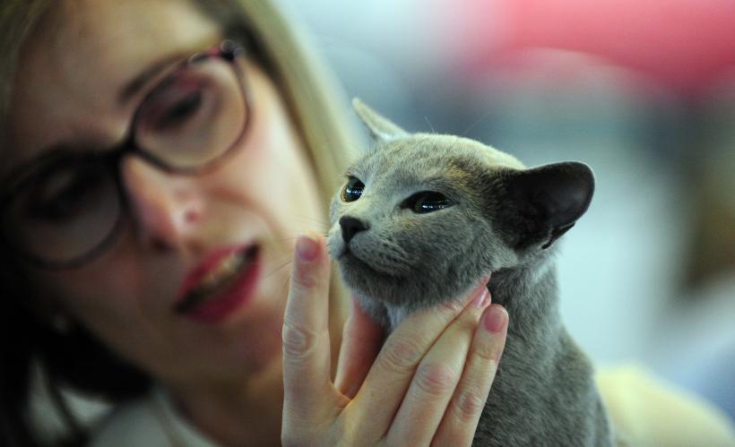 București, capitala mondială a pisicilor de rasă! FIFe World Winner Show 2025 aduce peste 700 de feline din 36 de țări la Romexpo 18977764