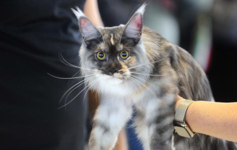 București, capitala mondială a pisicilor de rasă! FIFe World Winner Show 2025 aduce peste 700 de feline din 36 de țări la Romexpo 18977765