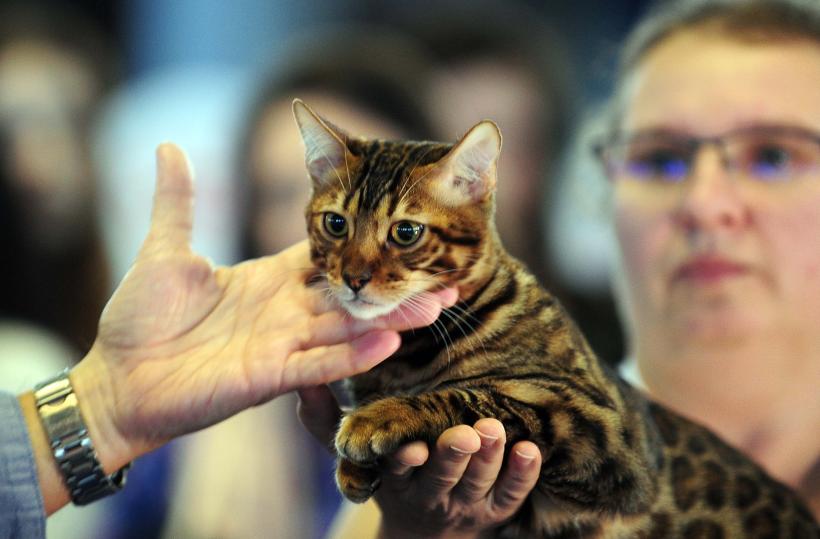 București, capitala mondială a pisicilor de rasă! FIFe World Winner Show 2025 aduce peste 700 de feline din 36 de țări la Romexpo 18977766