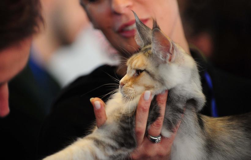 București, capitala mondială a pisicilor de rasă! FIFe World Winner Show 2025 aduce peste 700 de feline din 36 de țări la Romexpo 18977768