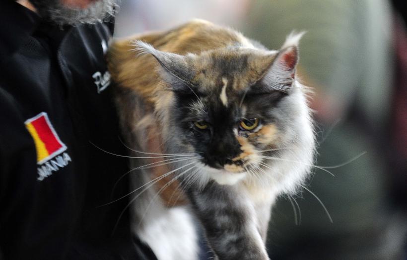 București, capitala mondială a pisicilor de rasă! FIFe World Winner Show 2025 aduce peste 700 de feline din 36 de țări la Romexpo 18977769