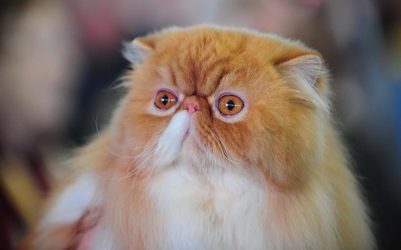 București, capitala mondială a pisicilor de rasă! FIFe World Winner Show 2025 aduce peste 700 de feline din 36 de țări la Romexpo 18977770