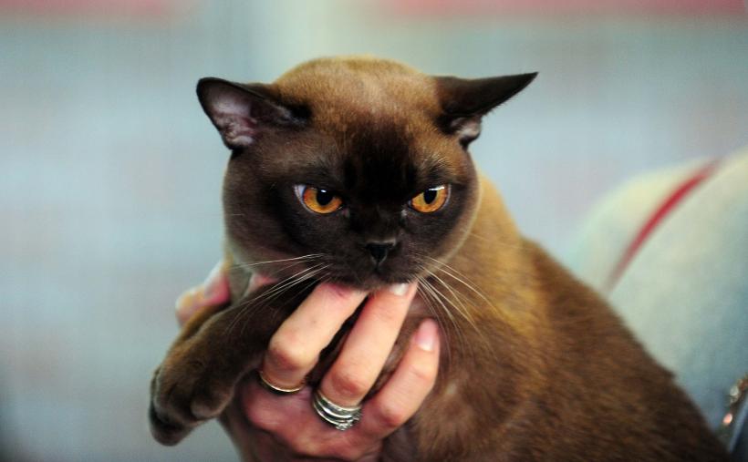 București, capitala mondială a pisicilor de rasă! FIFe World Winner Show 2025 aduce peste 700 de feline din 36 de țări la Romexpo 18977771