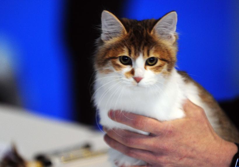București, capitala mondială a pisicilor de rasă! FIFe World Winner Show 2025 aduce peste 700 de feline din 36 de țări la Romexpo 18977772