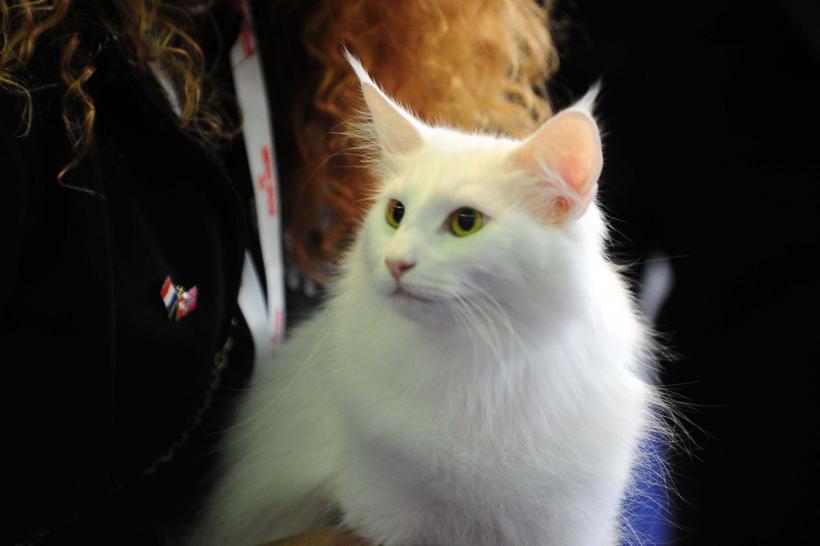București, capitala mondială a pisicilor de rasă! FIFe World Winner Show 2025 aduce peste 700 de feline din 36 de țări la Romexpo 18977773