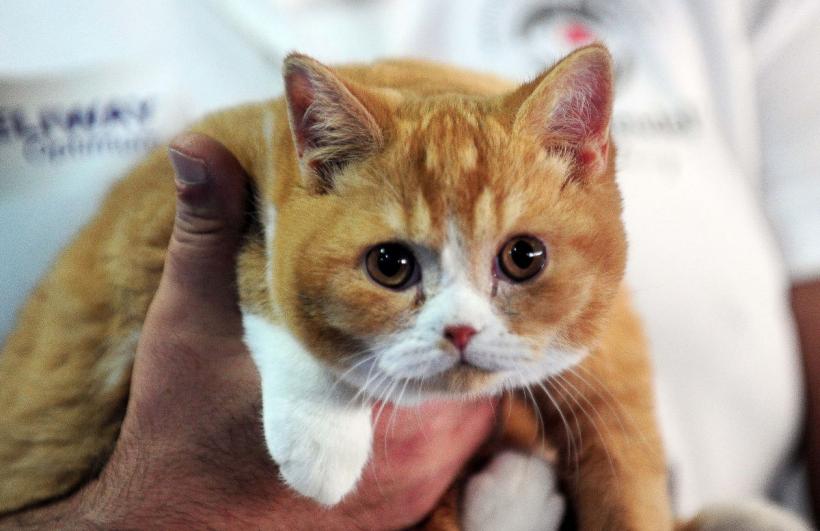 București, capitala mondială a pisicilor de rasă! FIFe World Winner Show 2025 aduce peste 700 de feline din 36 de țări la Romexpo 18977774