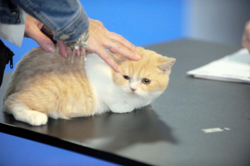 București, capitala mondială a pisicilor de rasă! FIFe World Winner Show 2025 aduce peste 700 de feline din 36 de țări la Romexpo 18977775