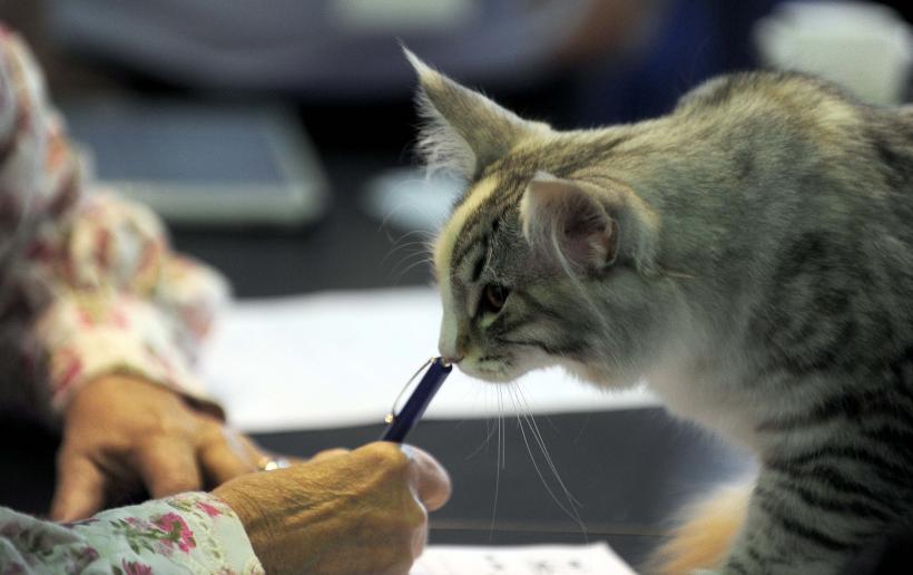 București, capitala mondială a pisicilor de rasă! FIFe World Winner Show 2025 aduce peste 700 de feline din 36 de țări la Romexpo 18977777