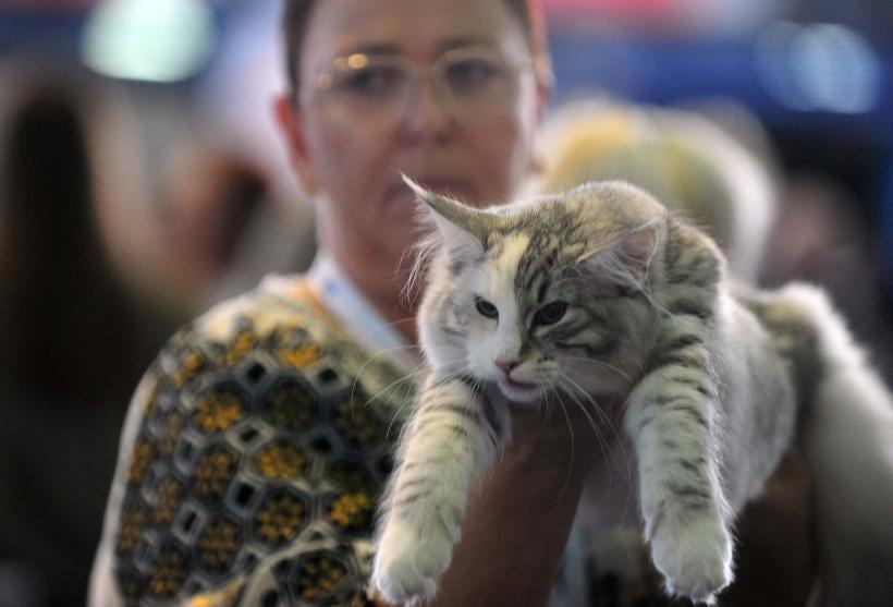 București, capitala mondială a pisicilor de rasă! FIFe World Winner Show 2025 aduce peste 700 de feline din 36 de țări la Romexpo 18977778
