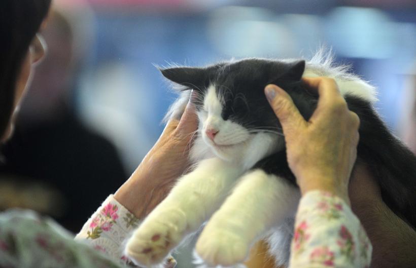 București, capitala mondială a pisicilor de rasă! FIFe World Winner Show 2025 aduce peste 700 de feline din 36 de țări la Romexpo 18977779