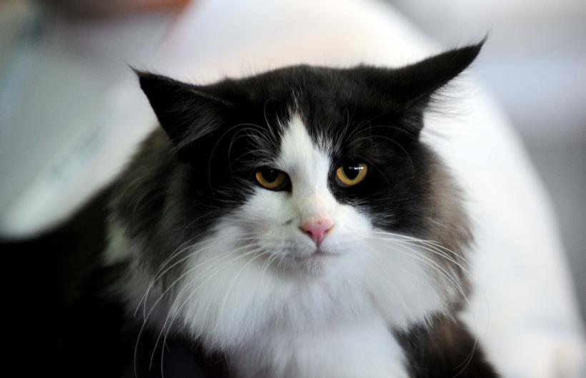 București, capitala mondială a pisicilor de rasă! FIFe World Winner Show 2025 aduce peste 700 de feline din 36 de țări la Romexpo 18977780