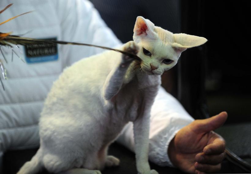 București, capitala mondială a pisicilor de rasă! FIFe World Winner Show 2025 aduce peste 700 de feline din 36 de țări la Romexpo 18977781