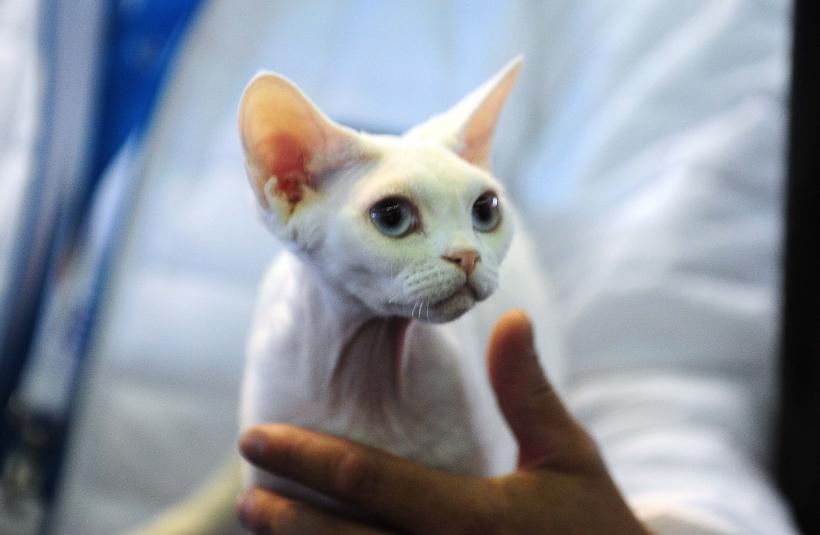 București, capitala mondială a pisicilor de rasă! FIFe World Winner Show 2025 aduce peste 700 de feline din 36 de țări la Romexpo 18977782