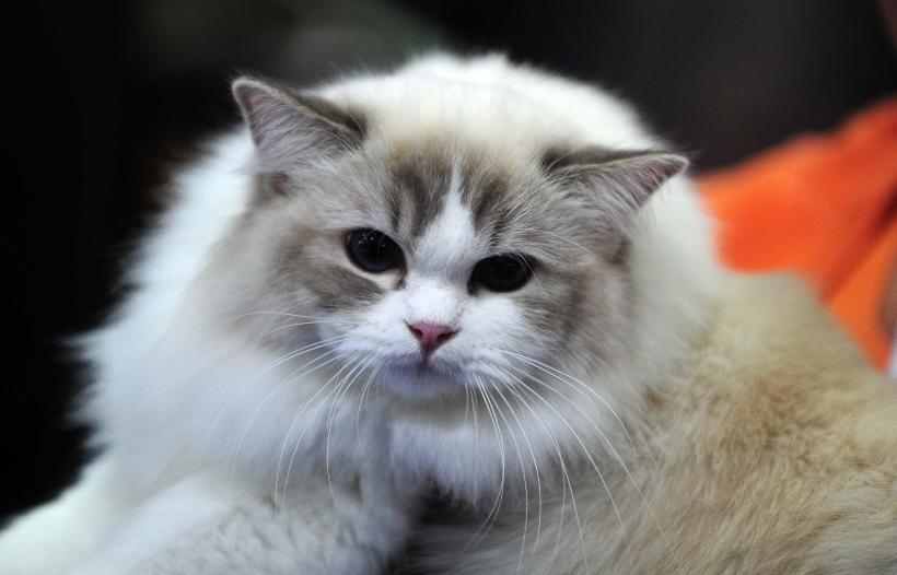 București, capitala mondială a pisicilor de rasă! FIFe World Winner Show 2025 aduce peste 700 de feline din 36 de țări la Romexpo 18977783