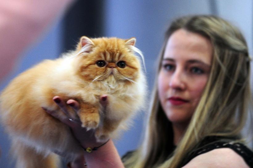 București, capitala mondială a pisicilor de rasă! FIFe World Winner Show 2025 aduce peste 700 de feline din 36 de țări la Romexpo 18977784