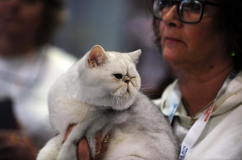 București, capitala mondială a pisicilor de rasă! FIFe World Winner Show 2025 aduce peste 700 de feline din 36 de țări la Romexpo 18977785