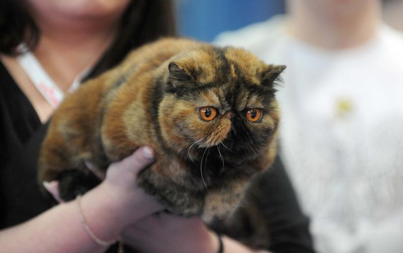 București, capitala mondială a pisicilor de rasă! FIFe World Winner Show 2025 aduce peste 700 de feline din 36 de țări la Romexpo 18977786