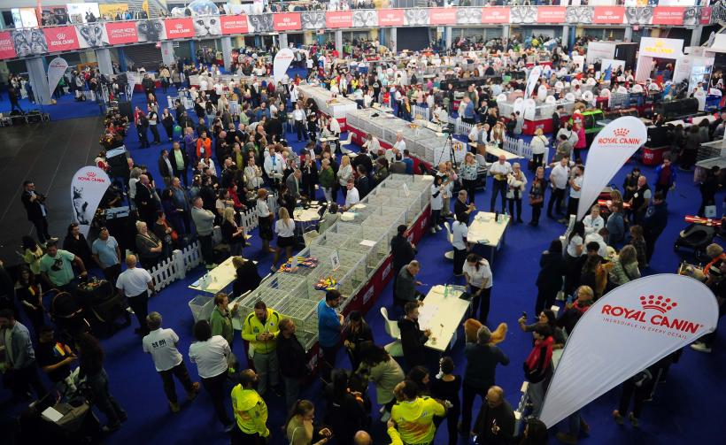 București, capitala mondială a pisicilor de rasă! FIFe World Winner Show 2025 aduce peste 700 de feline din 36 de țări la Romexpo 18977787