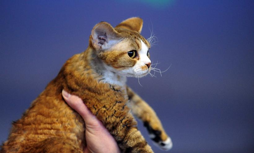 București, capitala mondială a pisicilor de rasă! FIFe World Winner Show 2025 aduce peste 700 de feline din 36 de țări la Romexpo 18977788