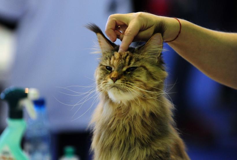 București, capitala mondială a pisicilor de rasă! FIFe World Winner Show 2025 aduce peste 700 de feline din 36 de țări la Romexpo 18977789