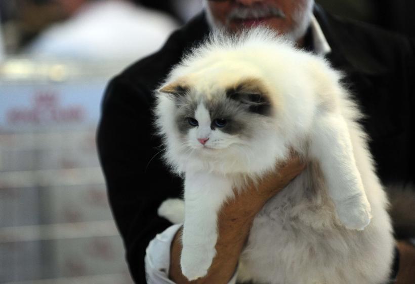 București, capitala mondială a pisicilor de rasă! FIFe World Winner Show 2025 aduce peste 700 de feline din 36 de țări la Romexpo 18977790